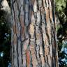 Fotografia 10 da espécie Pinus pinea do Jardim Botânico UTAD