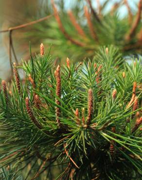 Fotografia 11 da espécie Pinus pinea no Jardim Botânico UTAD
