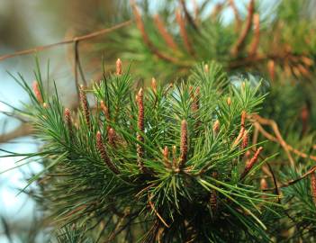 Fotografia da espécie Pinus pinea