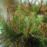 Fotografia 11 da espécie Pinus pinea do Jardim Botânico UTAD