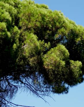 Fotografia 12 da espécie Pinus pinea no Jardim Botânico UTAD