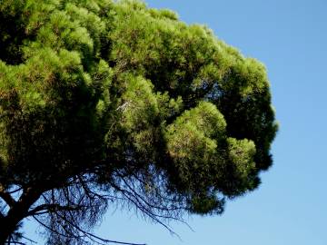 Fotografia da espécie Pinus pinea