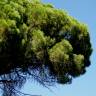 Fotografia 12 da espécie Pinus pinea do Jardim Botânico UTAD