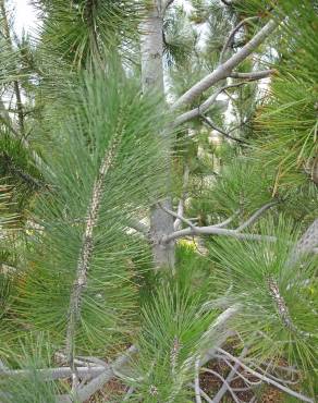 Fotografia 13 da espécie Pinus heldreichii no Jardim Botânico UTAD