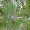 Fotografia 13 da espécie Pinus heldreichii do Jardim Botânico UTAD