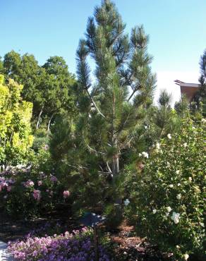 Fotografia 14 da espécie Pinus heldreichii no Jardim Botânico UTAD