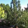 Fotografia 14 da espécie Pinus heldreichii do Jardim Botânico UTAD