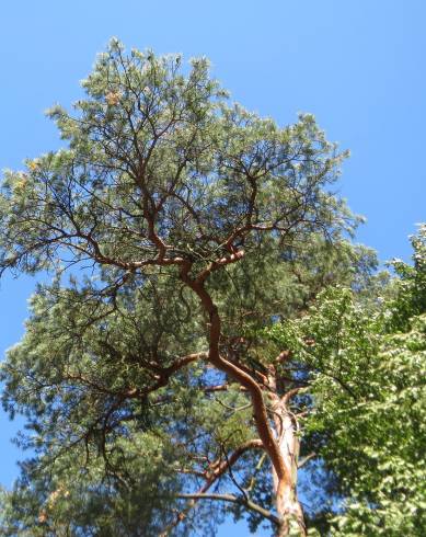 Fotografia de capa Pinus sylvestris - do Jardim Botânico