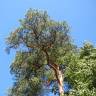 Fotografia 1 da espécie Pinus sylvestris do Jardim Botânico UTAD