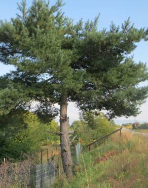 Fotografia 8 da espécie Pinus sylvestris no Jardim Botânico UTAD