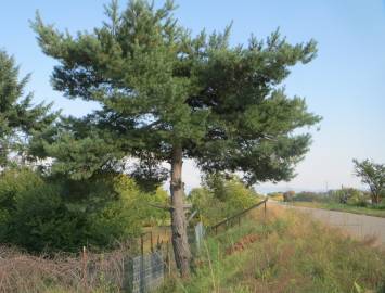 Fotografia da espécie Pinus sylvestris