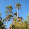Fotografia 9 da espécie Pinus sylvestris do Jardim Botânico UTAD