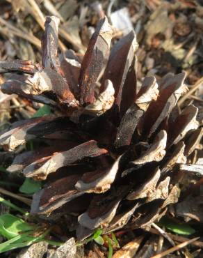 Fotografia 10 da espécie Pinus sylvestris no Jardim Botânico UTAD