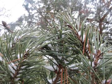 Fotografia da espécie Pinus sylvestris