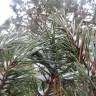 Fotografia 11 da espécie Pinus sylvestris do Jardim Botânico UTAD