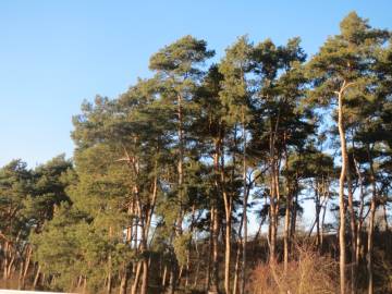 Fotografia da espécie Pinus sylvestris