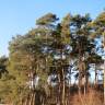 Fotografia 12 da espécie Pinus sylvestris do Jardim Botânico UTAD