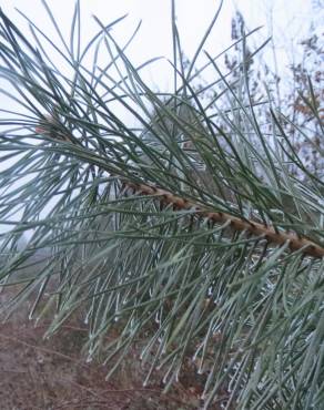 Fotografia 13 da espécie Pinus sylvestris no Jardim Botânico UTAD