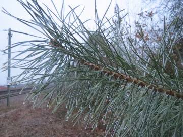 Fotografia da espécie Pinus sylvestris