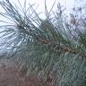 Fotografia 13 da espécie Pinus sylvestris do Jardim Botânico UTAD