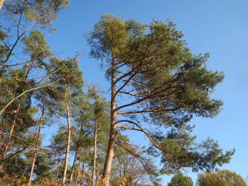 Fotografia da espécie Pinus sylvestris