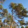 Fotografia 14 da espécie Pinus sylvestris do Jardim Botânico UTAD