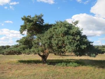 Fotografia da espécie Pinus sylvestris