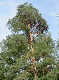 Fotografia da espécie Pinus sylvestris