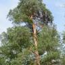 Fotografia 16 da espécie Pinus sylvestris do Jardim Botânico UTAD