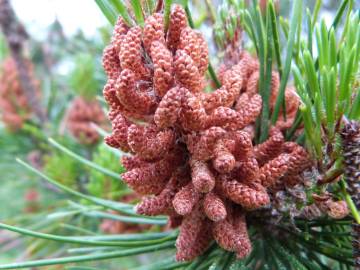 Fotografia da espécie Pinus sylvestris