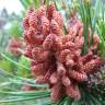 Fotografia 17 da espécie Pinus sylvestris do Jardim Botânico UTAD