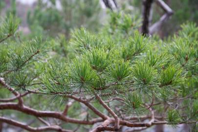 Fotografia da espécie Pinus sylvestris