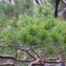 Fotografia 18 da espécie Pinus sylvestris do Jardim Botânico UTAD