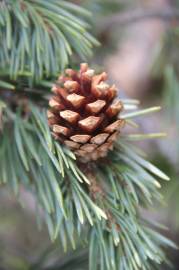 Fotografia da espécie Pinus sylvestris