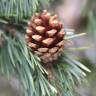 Fotografia 19 da espécie Pinus sylvestris do Jardim Botânico UTAD
