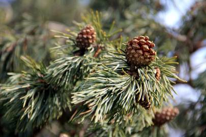 Fotografia da espécie Pinus sylvestris