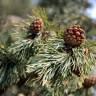 Fotografia 20 da espécie Pinus sylvestris do Jardim Botânico UTAD