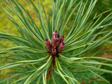 Fotografia da espécie Pinus sylvestris