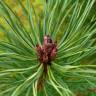 Fotografia 21 da espécie Pinus sylvestris do Jardim Botânico UTAD