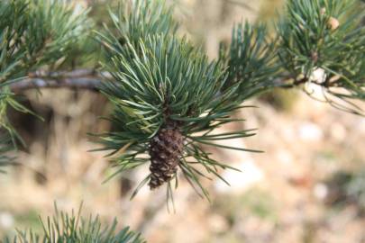 Fotografia da espécie Pinus sylvestris