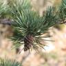 Fotografia 22 da espécie Pinus sylvestris do Jardim Botânico UTAD