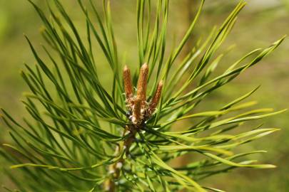 Fotografia da espécie Pinus sylvestris