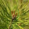 Fotografia 23 da espécie Pinus sylvestris do Jardim Botânico UTAD