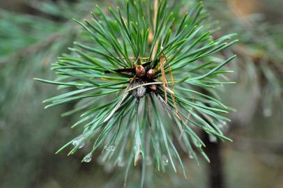 Fotografia da espécie Pinus sylvestris