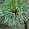Fotografia 24 da espécie Pinus sylvestris do Jardim Botânico UTAD