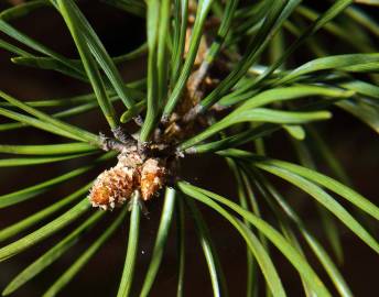 Fotografia da espécie Pinus sylvestris