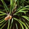 Fotografia 25 da espécie Pinus sylvestris do Jardim Botânico UTAD