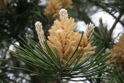 Fotografia da espécie Pinus sylvestris