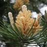 Fotografia 27 da espécie Pinus sylvestris do Jardim Botânico UTAD