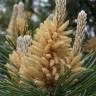 Fotografia 28 da espécie Pinus sylvestris do Jardim Botânico UTAD